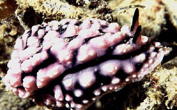 Phyllidiopsis krempfi